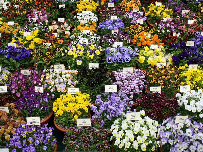 Chelsea Flower Show in London, England