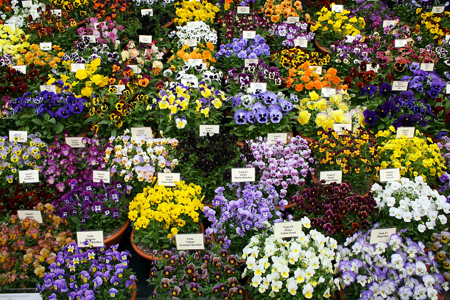 Chelsea Flower Show in London, England