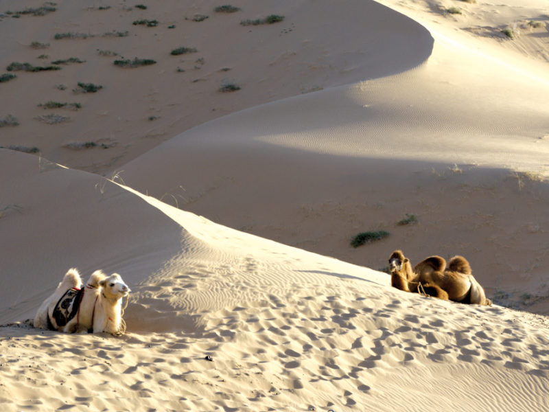 Camels, Gobi desert, Mongolia