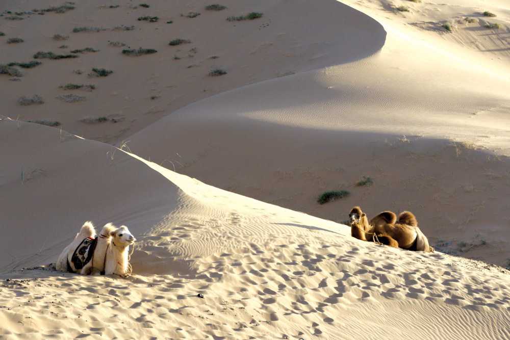 Camels, Gobi desert, Mongolia