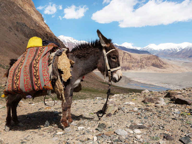 Donkey time Tajikistan