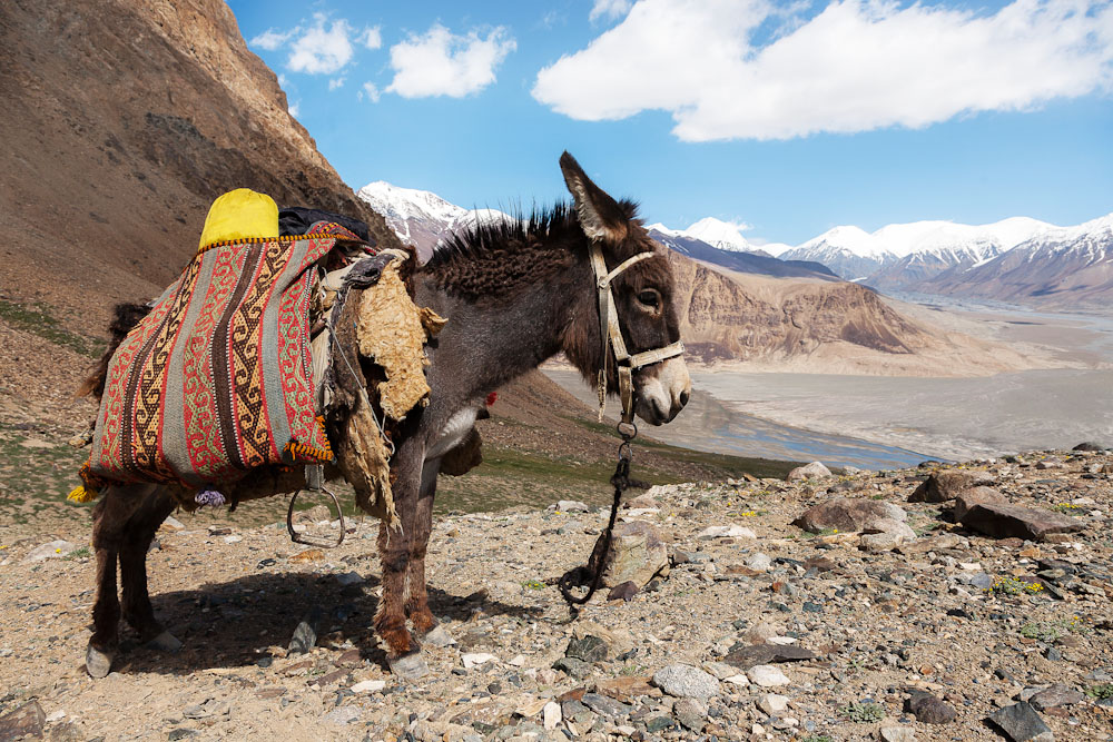 Donkey time Tajikistan
