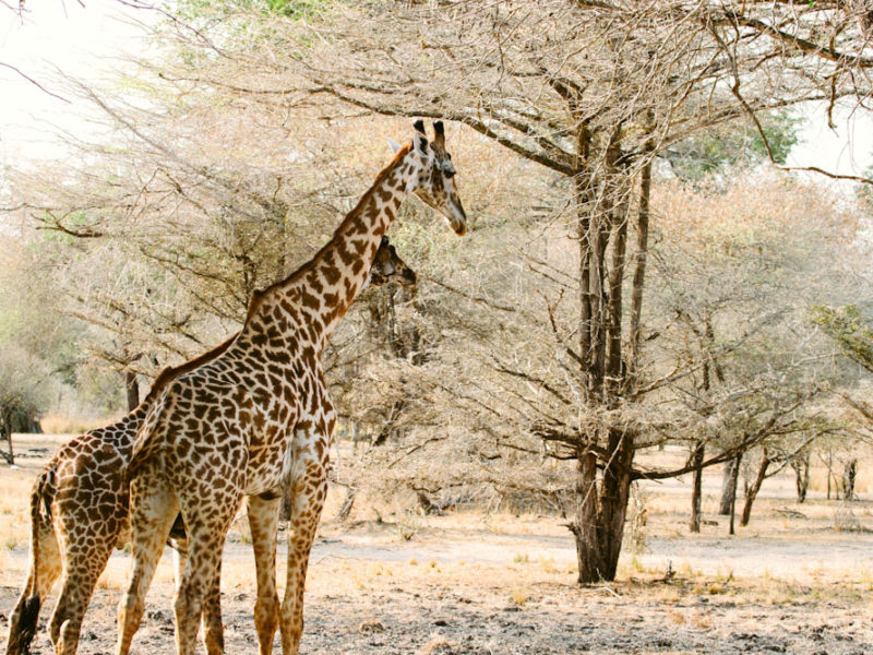 Selous Game Reserve Tanzania wildlife 100 secret gems