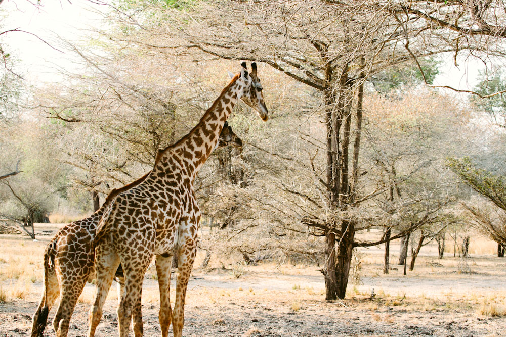 Selous Game Reserve Tanzania wildlife 100 secret gems