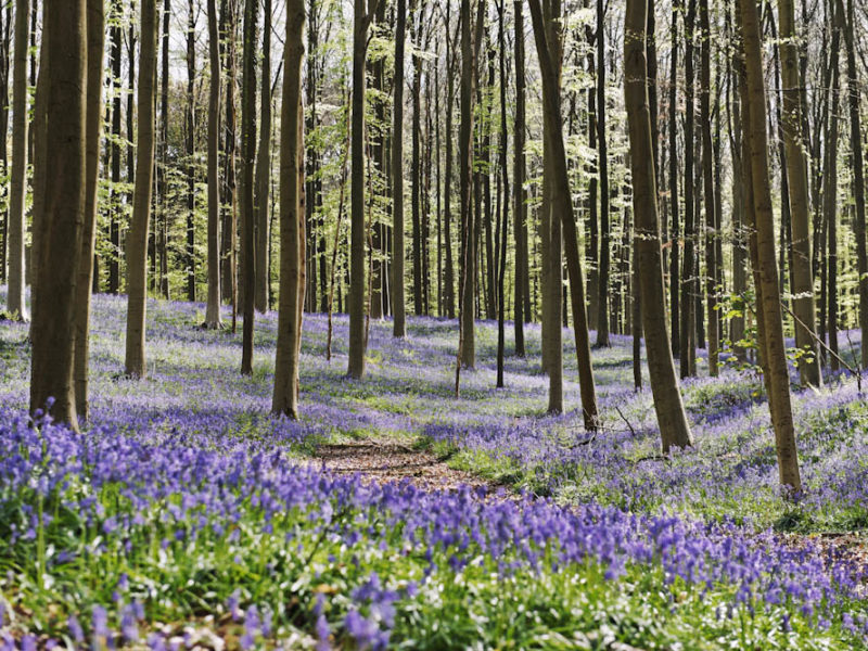 Hallerbos, Belgium