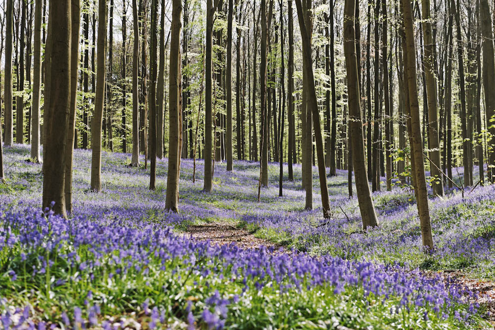 Hallerbos, Belgium