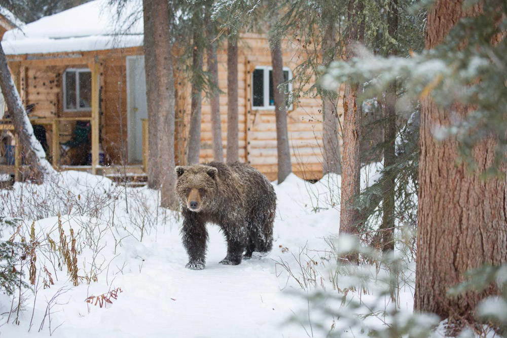 Bear Cave Mountain Yukon Canada Wilderness Bears adventure