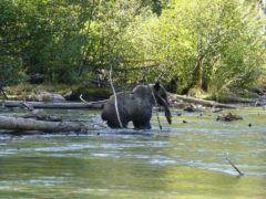 bear salmon ecotour mitchell river cariboo mountains british columbia