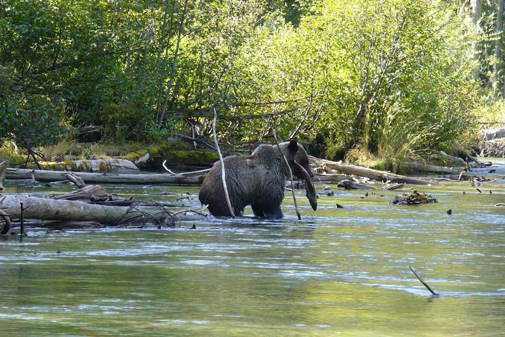 bear salmon ecotour mitchell river cariboo mountains british columbia
