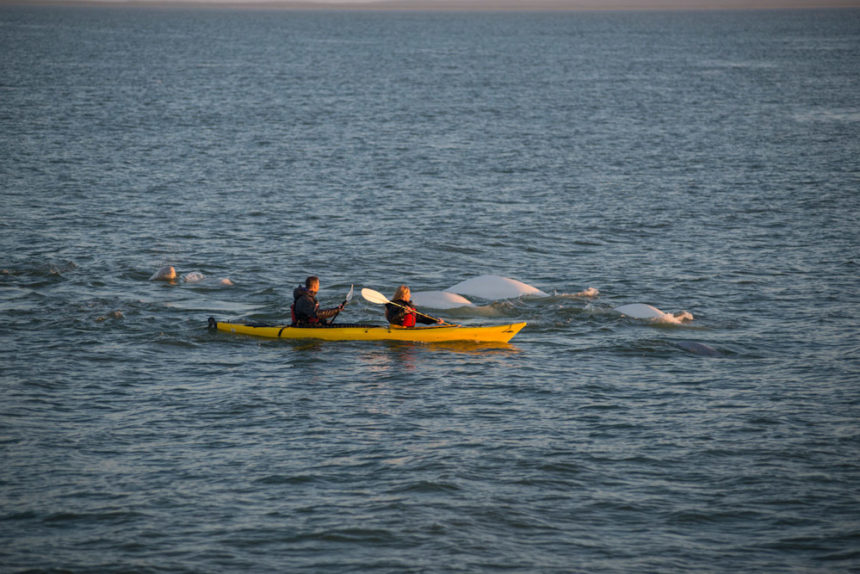Snorkelling with Beluga whales in Canada International Traveller