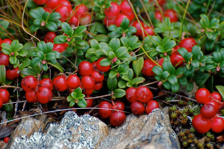 12 crazy onlyinNewfoundland foods you must try International Traveller