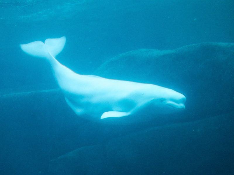 beluga whale swimming hudson bay arctic water canada Manitoba