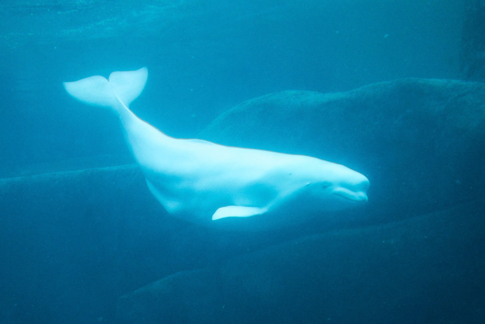 beluga whale swimming hudson bay arctic water canada Manitoba