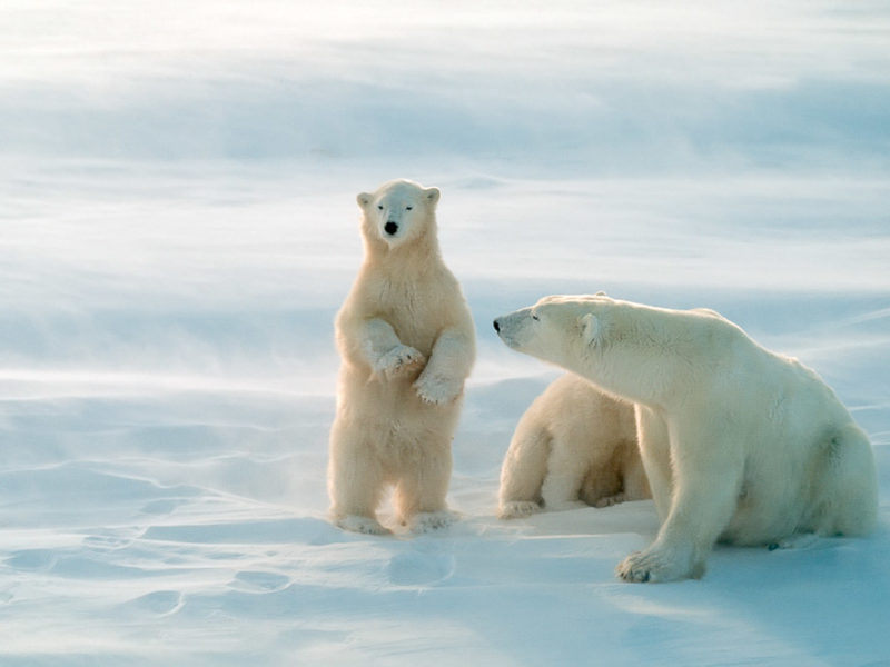 Churchill Manitoba Polar bears