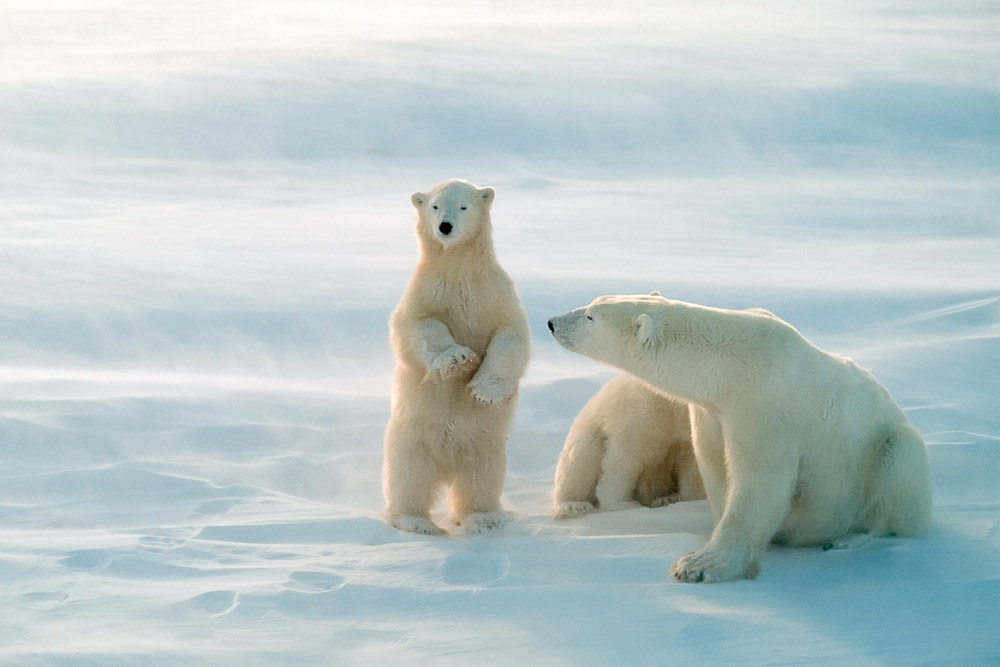 Churchill Manitoba Polar bears