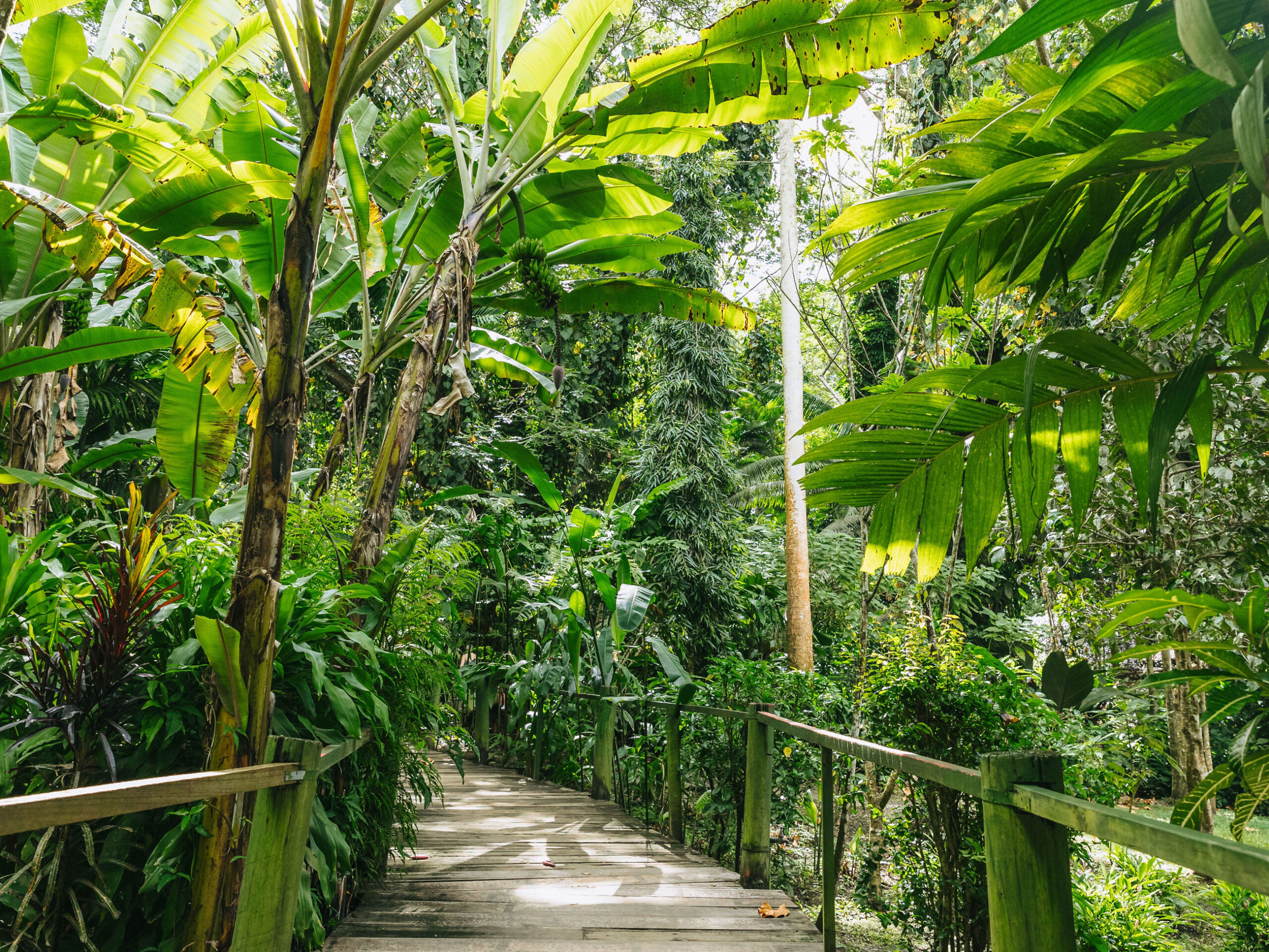 Garden of the Sleeping Giant in Fiji