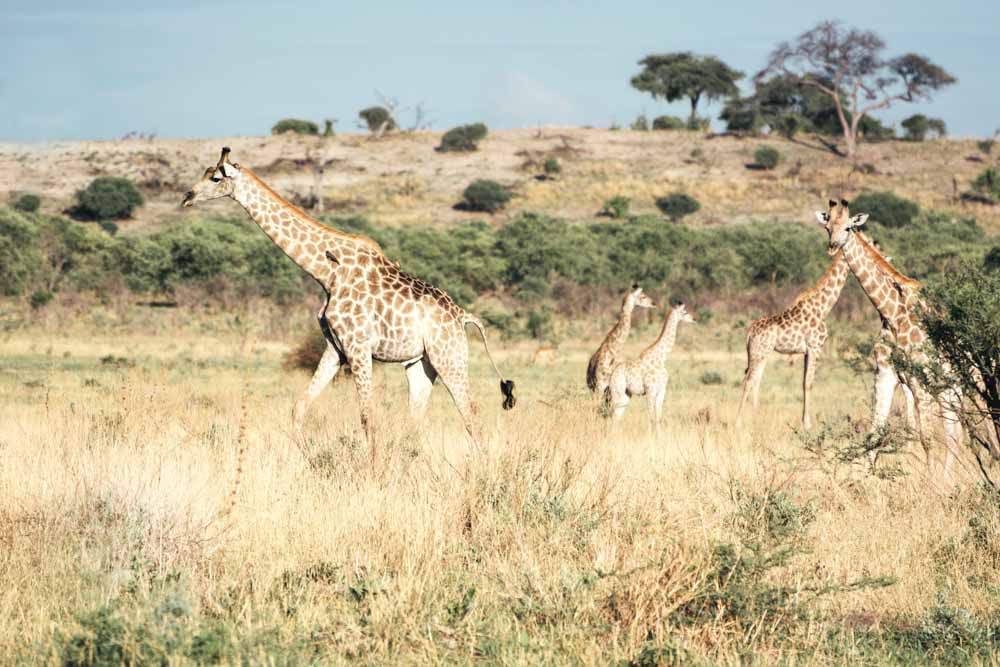 safari kids family wildlife africa