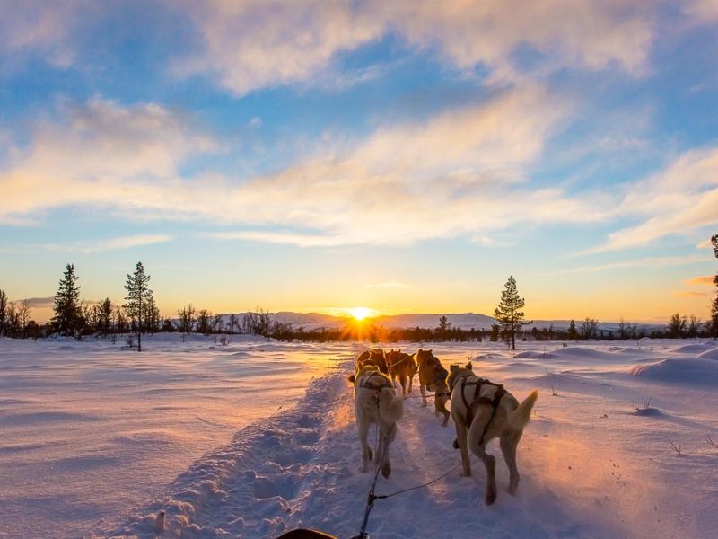 Dog sledding Churchill Canada