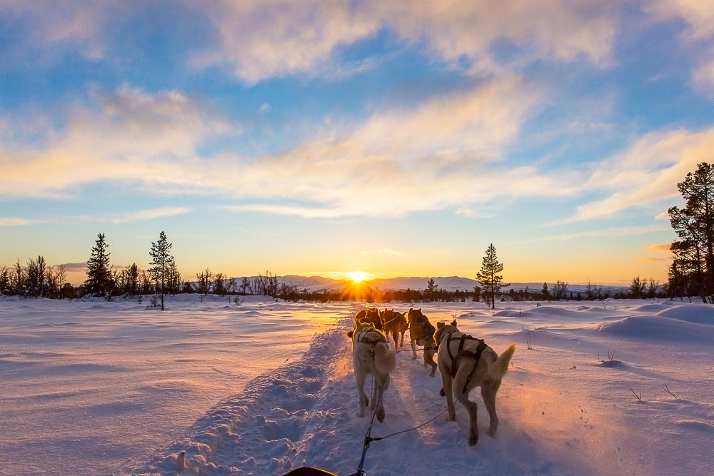 Dog sledding Churchill Canada