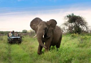 safari kids family wildlife africa