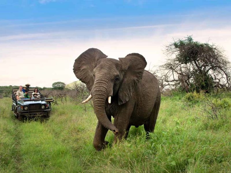 safari kids family wildlife africa