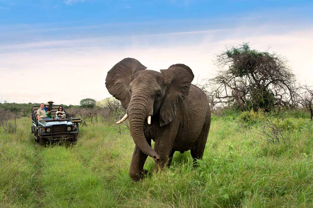 safari kids family wildlife africa