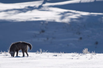 Yellowstone National Park USA wolves