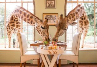 Giraffe Manor Rothschild Nairobi