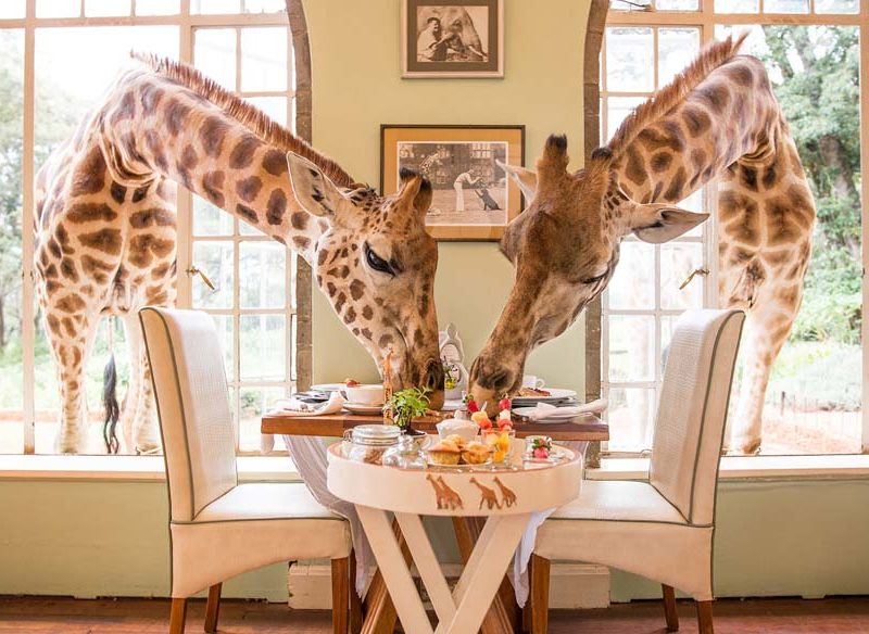 Giraffe Manor Rothschild Nairobi