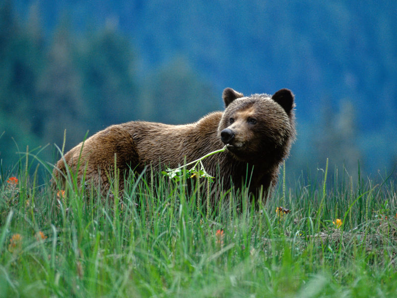 What you need to know about Canada's beautiful bears