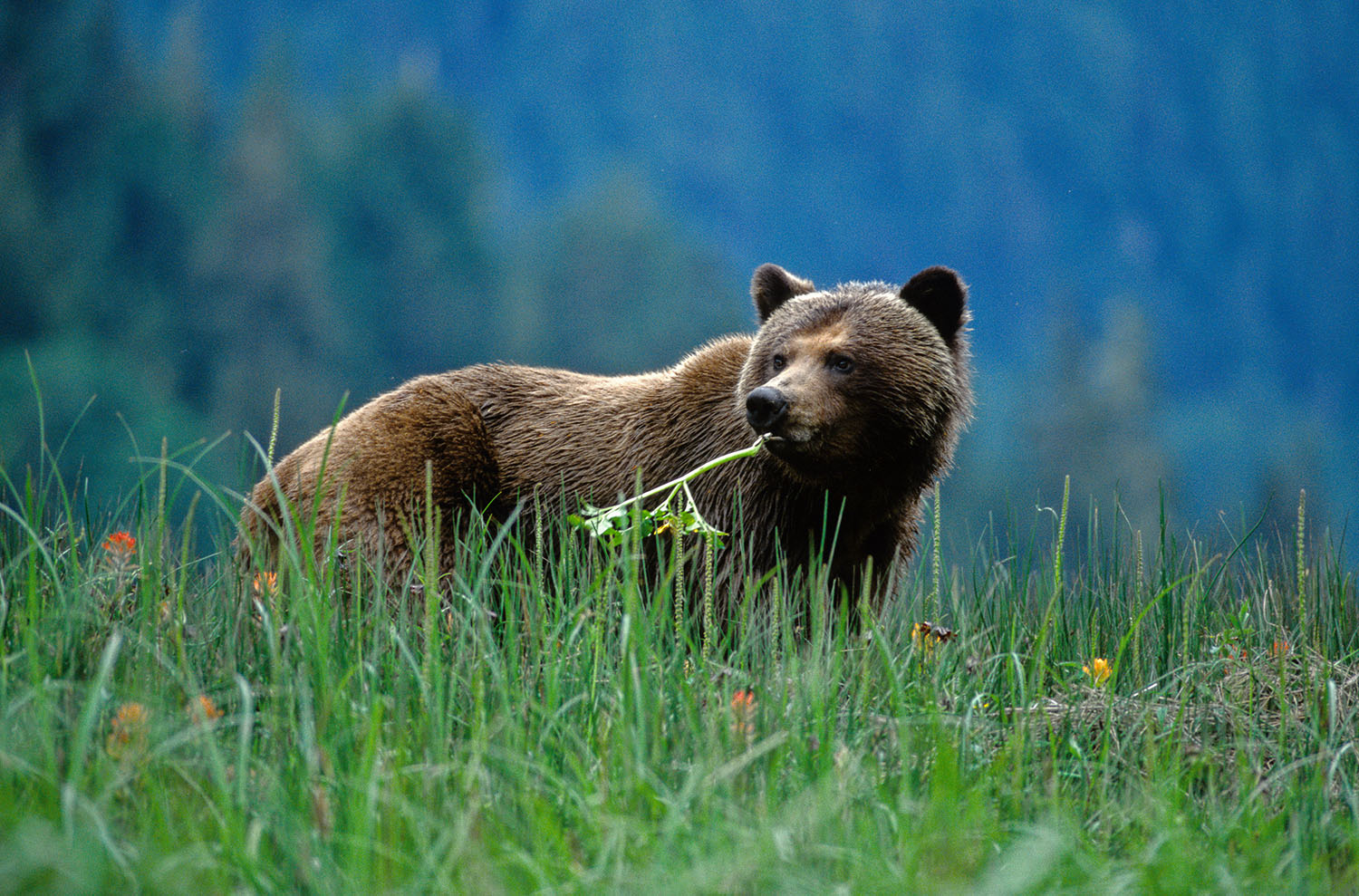 What you need to know about Canada's beautiful bears