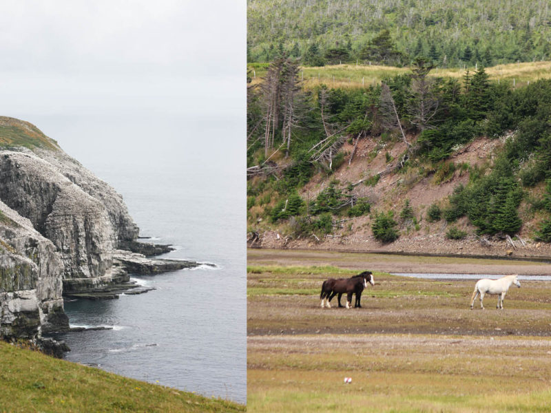 Cape St Mary’s Ecological Reserve