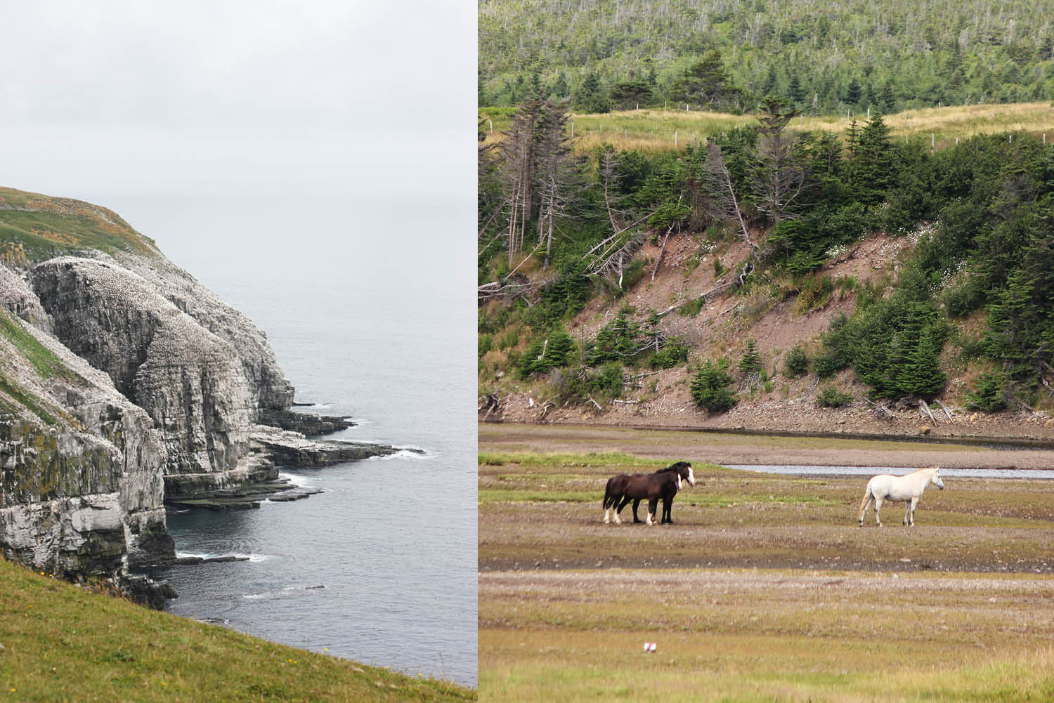 Cape St Mary’s Ecological Reserve