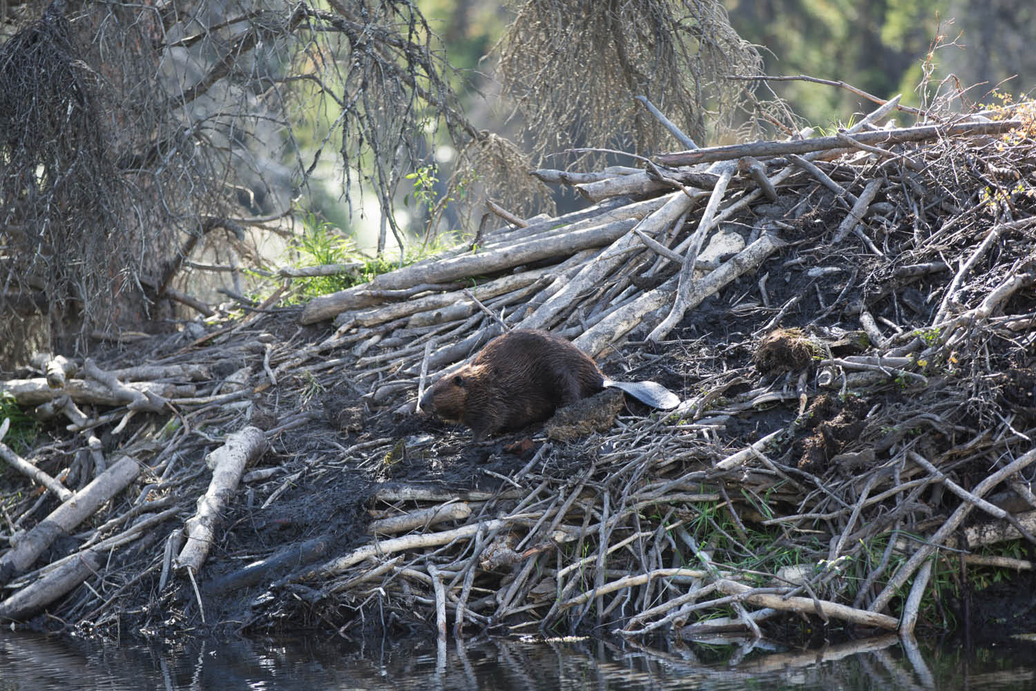 Beaver dam Yukon