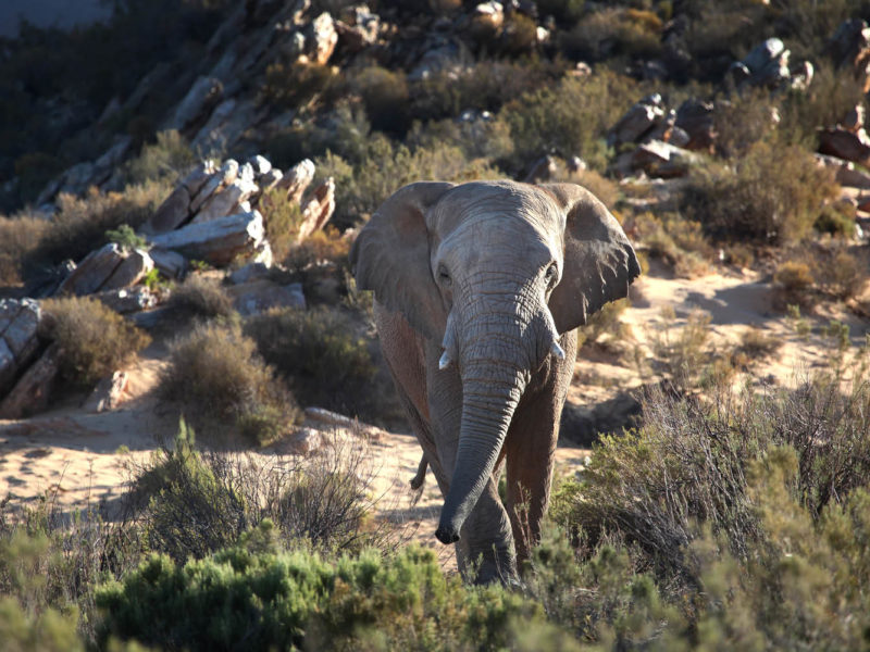 african safari animals nature lions zebras elephants game tours see