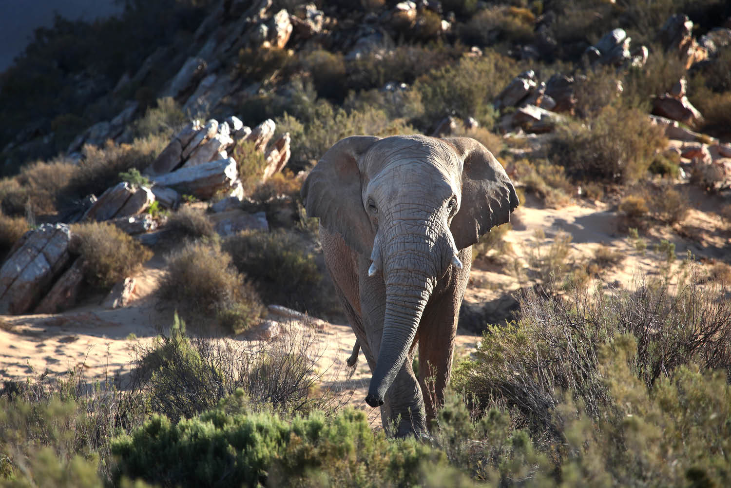 african safari animals nature lions zebras elephants game tours see