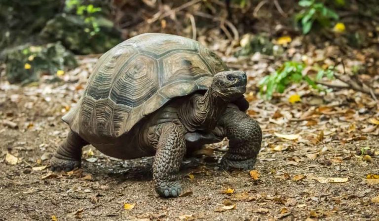 Take A Boat Trip Through The Galapagos Islands | International Traveller