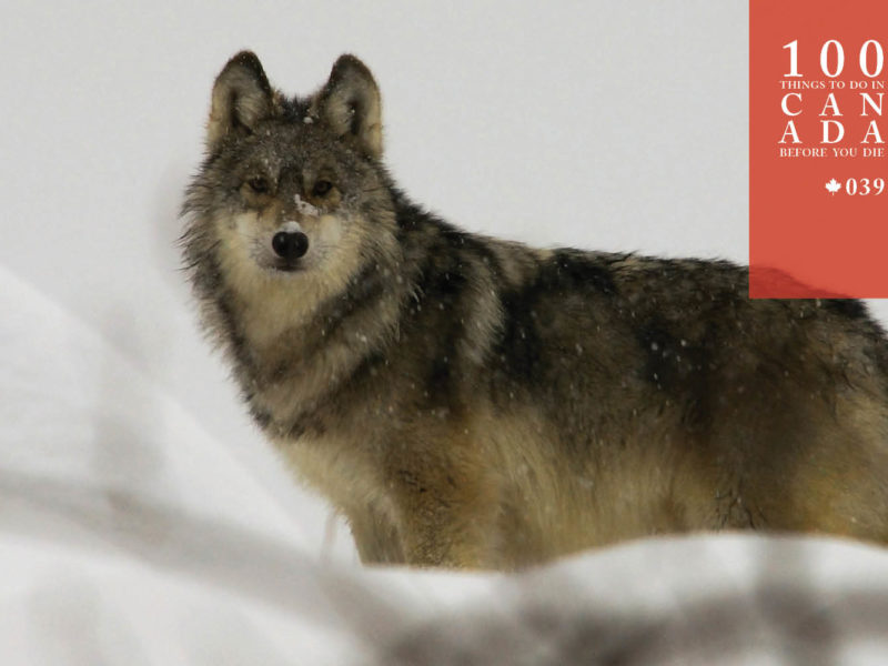 Learn how to howl with wolves in Canadian wilderness