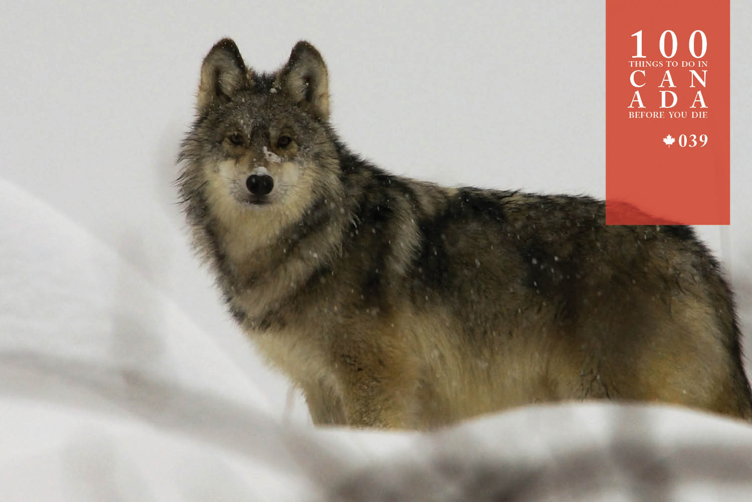 Learn how to howl with wolves in Canadian wilderness