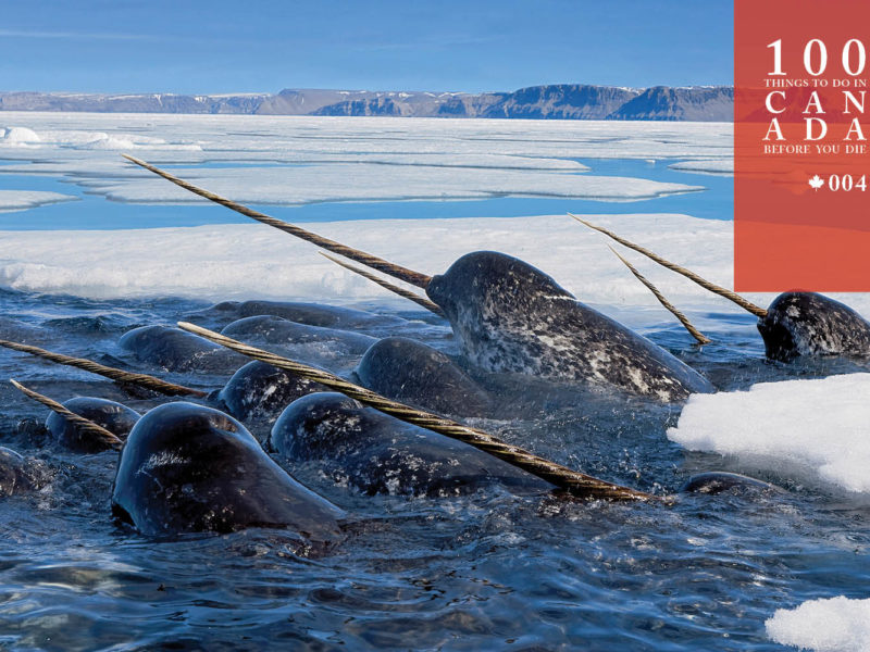 Go in search of Nunavut's mystical narwhals