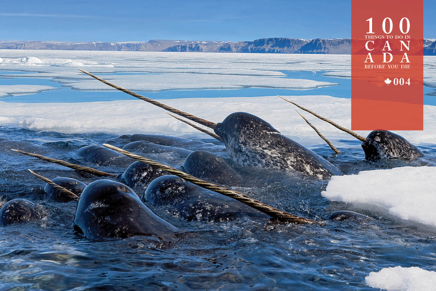 Go in search of Nunavut's mystical narwhals