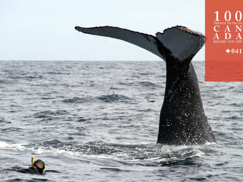 Go snorkelling with humpbacks in eastern Canada