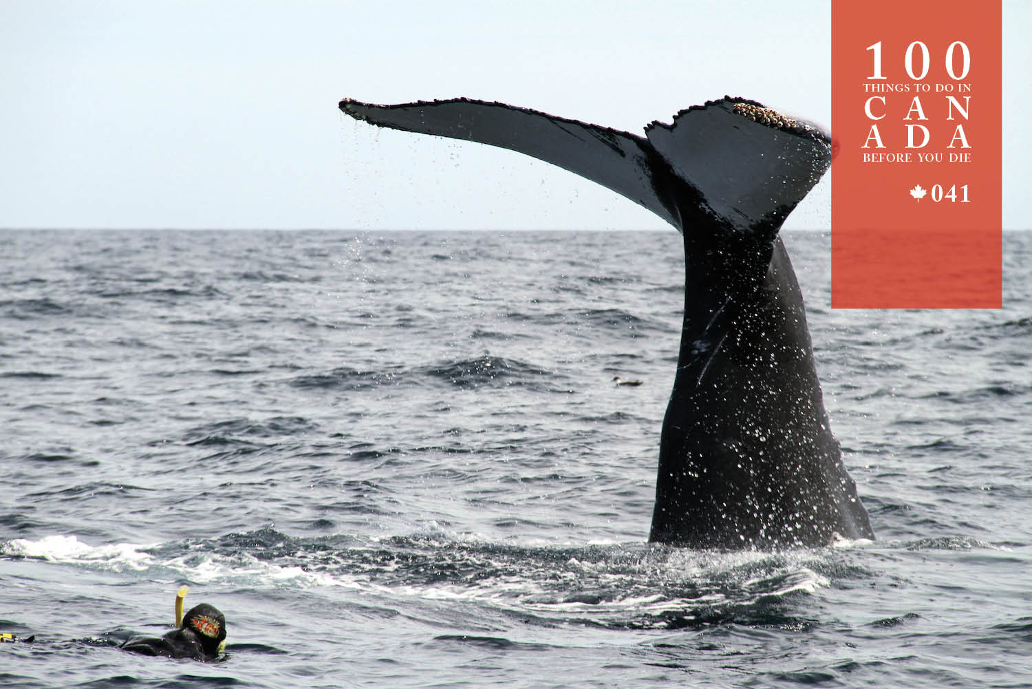 Go snorkelling with humpbacks in eastern Canada