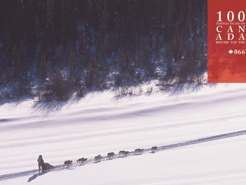 Watch amazing husky sledding at the mighty Yukon Quest