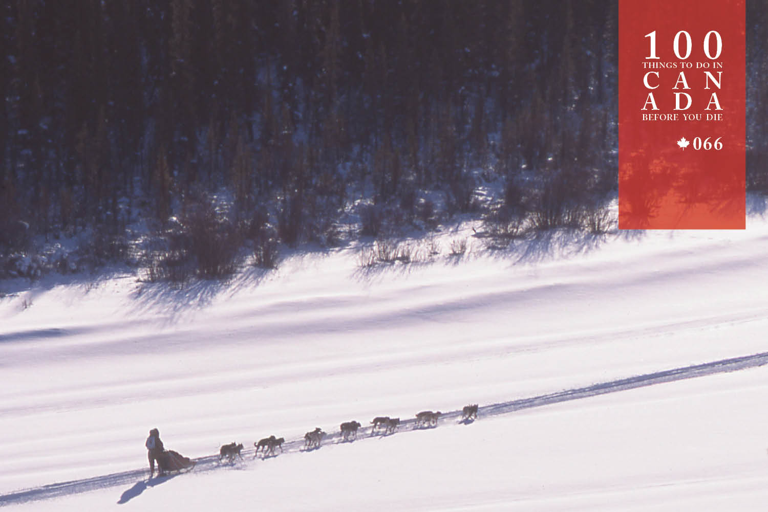 Watch amazing husky sledding at the mighty Yukon Quest