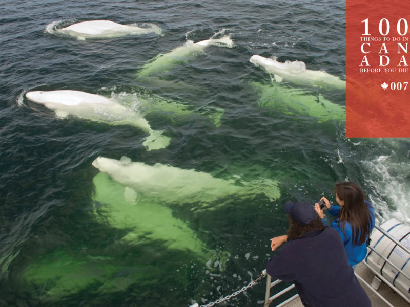 Snorkel with Canada's mystical beluga whales