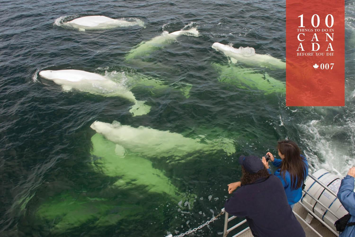 Snorkel with Canada's mystical beluga whales