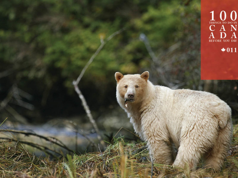 Go in search of the elusive Canadian Spirit Bear