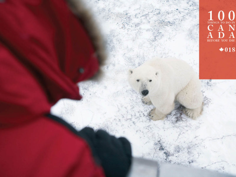 Tundra buggy your way into Canada's largest polar bear show