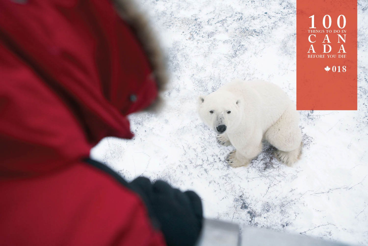 Tundra buggy your way into Canada's largest polar bear show